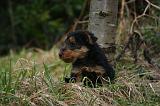 WELSH TERRIER 163